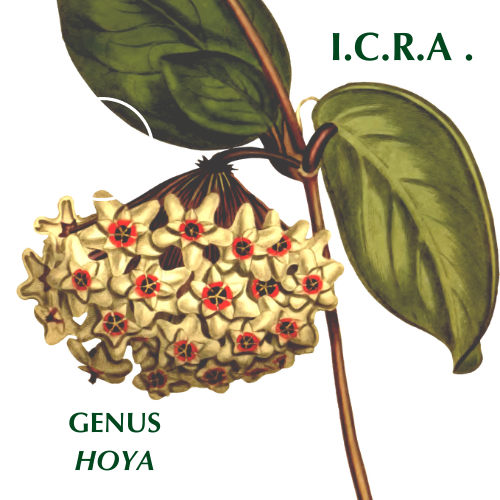 ICRA genus Hoya