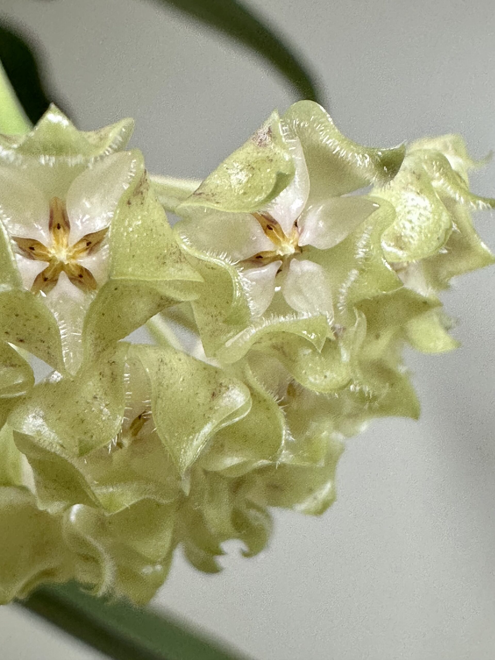 open pollinated Hoya cultivar