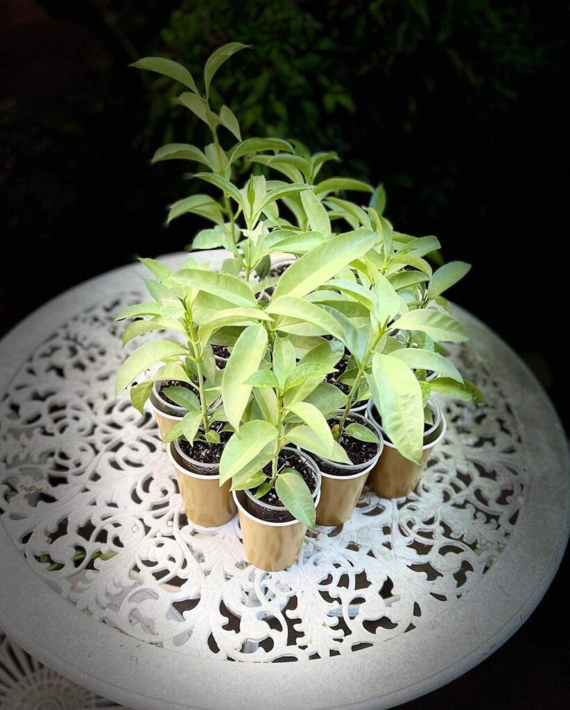 Younger plants of Hoya multiflora 'WonderPhil'