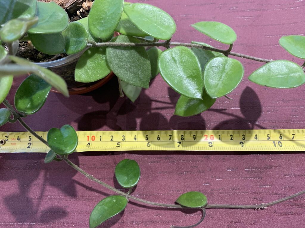 foliage of Hoya Chouke